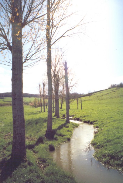 Tree lined stream