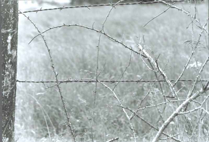 natures barbed wire